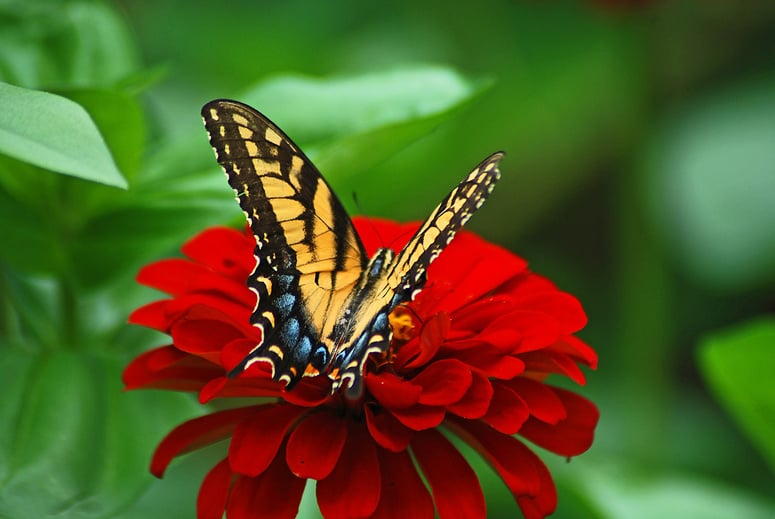 Butterfly in Nature